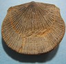 Schellwienella Umbraculum  Poland. Uploaded by Granotius